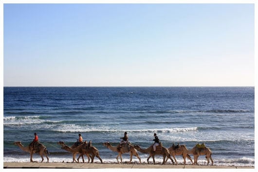camels on the shore of the Red Sea