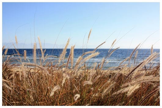 grasses at the edge of the sea