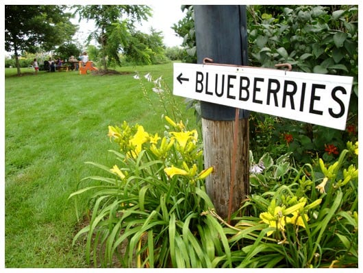 blueberry picking sign