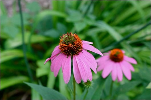 pink flowers