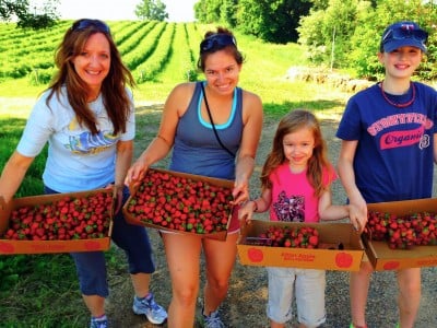 4 girls picking strawberries