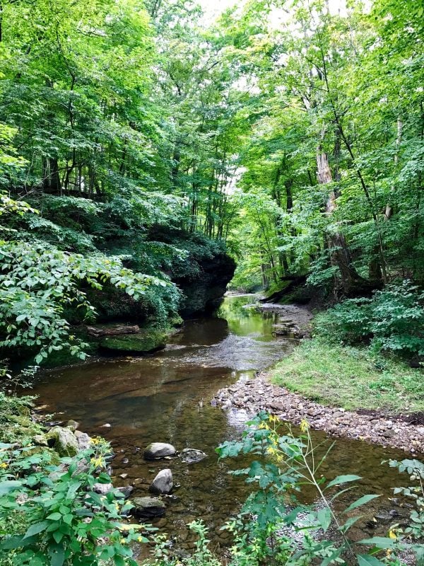 a small creek in the woods