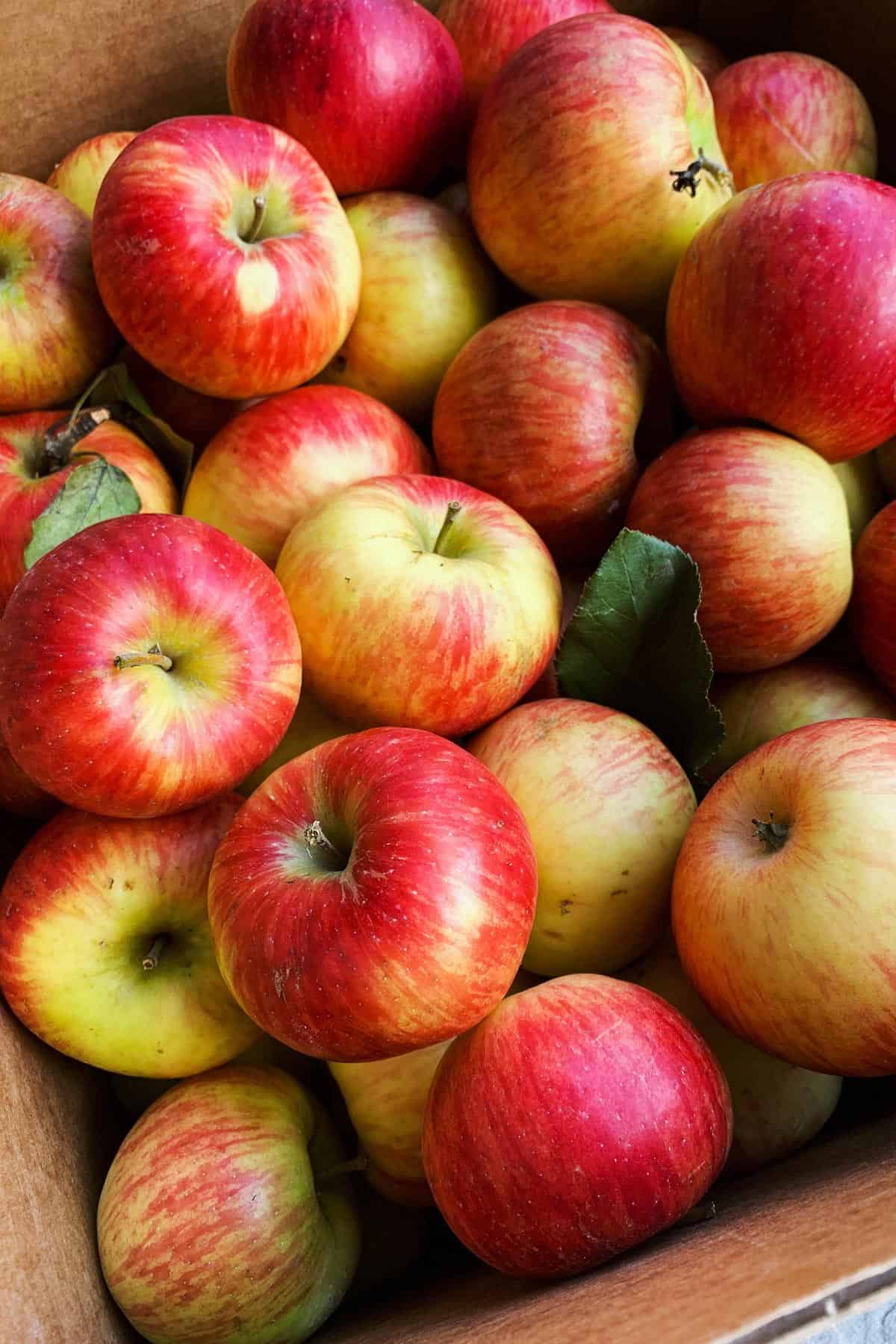 This easy homemade applesauce recipe can be made smooth or chunky, with simple refrigerator storage or canning for long-term pantry storage! a box of Honeycrisp apples