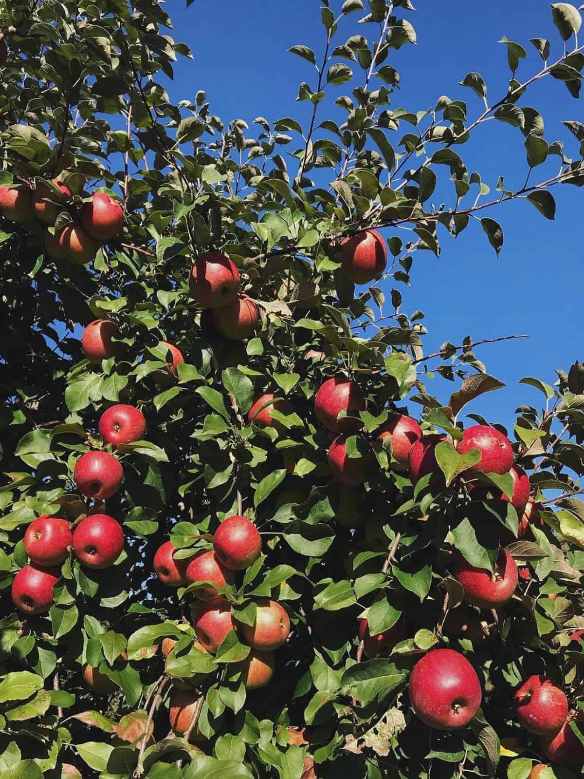 Haralson apples on a tree